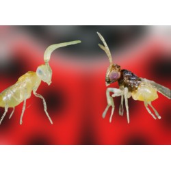 Enermix 15000 – Control de mosca blanca con Encarsia y Eretmocerus