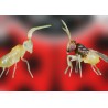 Enermix 15000 – Control de mosca blanca con Encarsia y Eretmocerus
