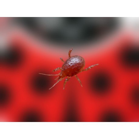 Entomite-A 100.000 –...