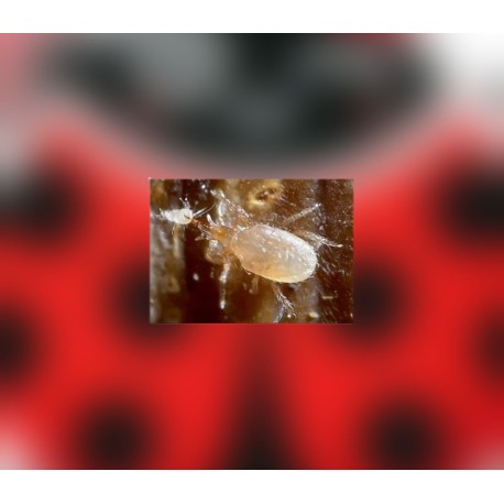 Entomite-M 50.000 –...