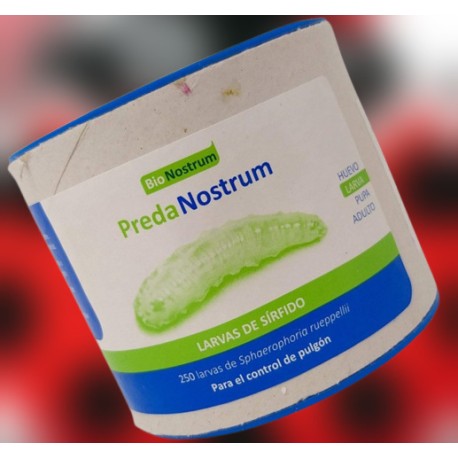 Predanostrum 250 larvas – Sírfido eficaz contra el pulgón