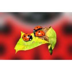Adalia Green 15 adultas – Mariquitas contra pulgones en jardín