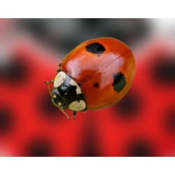 Adalia Green 15 adultas – Mariquitas contra pulgones en jardín