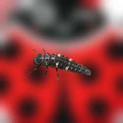 Hippodamia 250 larvas