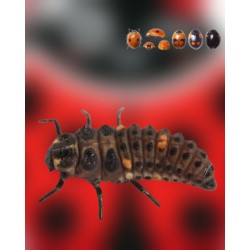 Hippodamia 250 larvas – Mariquitas contra pulgones en cultivos
