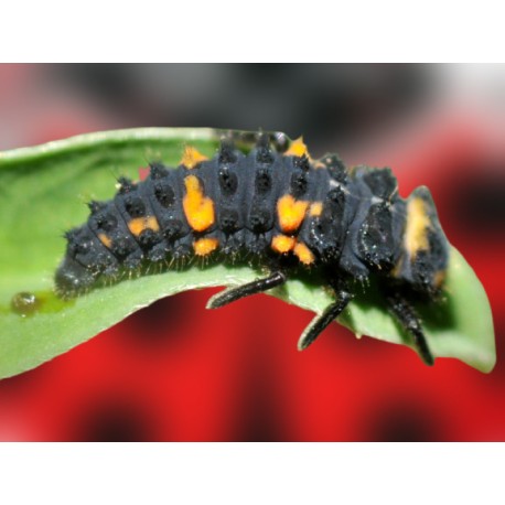 hippodamia convergens mariquitas vivas larvas