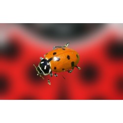 Hippodamia 250 adultas – Mariquitas contra pulgones eficaz