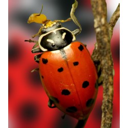 Hippodamia 250 adultas – Mariquitas contra pulgones eficaz
