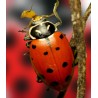 Hippodamia 250 adultas – Mariquitas contra pulgones eficaz