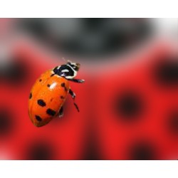 Hippodamia 250 adultas – Mariquitas contra pulgones eficaz
