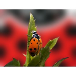 Hippodamia 250 adultas – Mariquitas contra pulgones eficaz