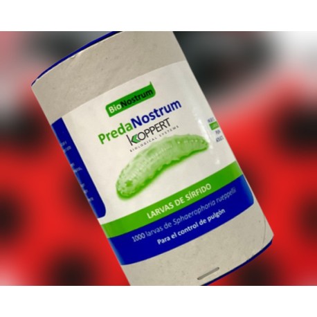 Predanostrum 1000 larvas –...