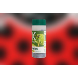 Mirical 500 – Macrolophus pygmaeus para control de plagas
