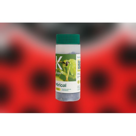 Mirical 500 – Macrolophus...