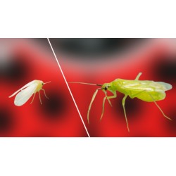 Mirical 500 – Macrolophus pygmaeus para control de plagas
