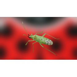 Mirical 500 – Macrolophus pygmaeus para control de plagas