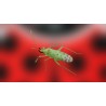 Mirical 500 – Macrolophus pygmaeus para control de plagas