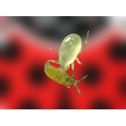 Montyline 50.000 – 200 sobres stick contra trips y mosca blanca
