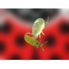 Montyline 125.000 – 1000 sobres stick contra trips y mosca