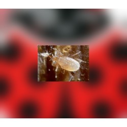 Hypoaspis miles