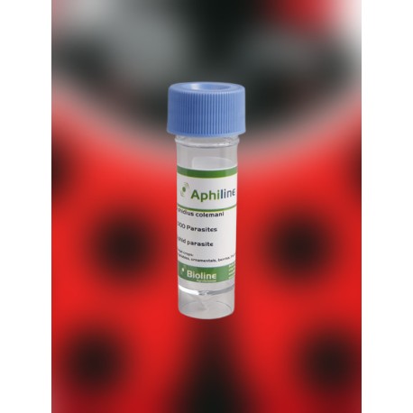 Aphidius colemani 1000 ind. vial - Control biológico pulgones