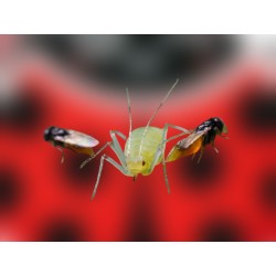 Aphidius colemani 1000 – Parasitoide eficaz contra pulgón