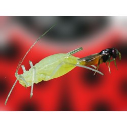 Aphidius colemani 1000 – Parasitoide eficaz contra pulgón