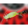 Aphidius colemani 1000 – Parasitoide eficaz contra pulgón