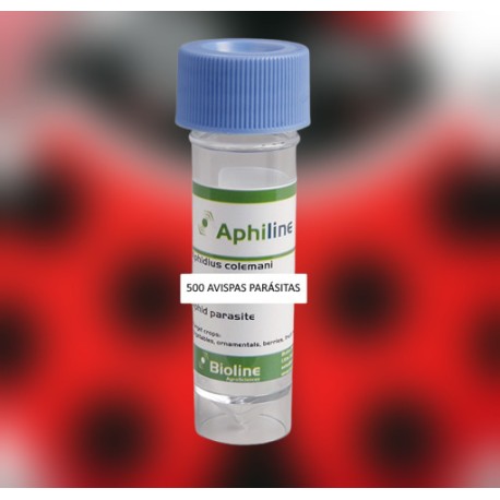 Aphidius colemani 500 –...