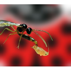 Aphidius colemani 500 – Parasitoide eficaz contra pulgones
