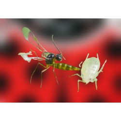 Aphidius colemani 1000 (10 blisterS) – Parasitoide para pulgones