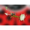 Aphidius colemani 1000 (10 blisterS) – Parasitoide para pulgones