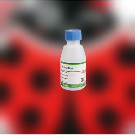 Aphidius ervi 250 – Parasitoide eficaz contra pulgones grandes