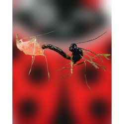 Aphidius ervi 250 – Parasitoide eficaz contra pulgones grandes