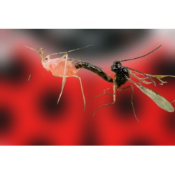 Aphidius ervi