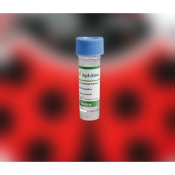 Aphidius matricariae 500 – Parasitoide eficaz contra pulgón verde