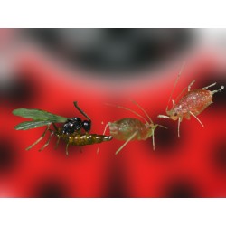 Aphidius matricariae 500 – Parasitoide eficaz contra pulgón verde