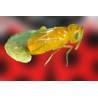 Eretmocerus eremicus 3000 – Tarjetas control mosca blanca