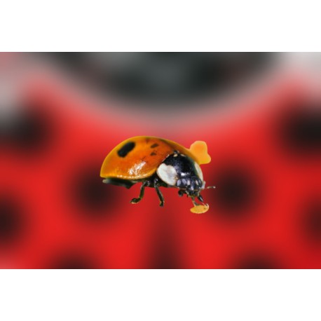 Adalia bipunctata 250...