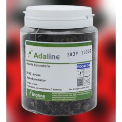 Adalia bipunctata 250 larvas – Mariquitas contra pulgón eco