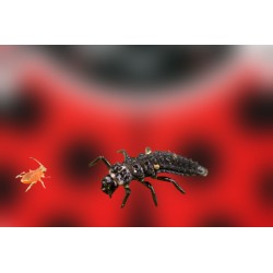 Adalia bipunctata 250 larvas – Mariquitas contra pulgón eco