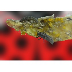 Adalia bipunctata 250 larvas – Mariquitas contra pulgón eco