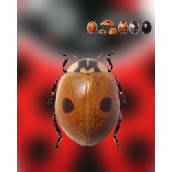 Adalia bipunctata 25 adultos – Mariquitas contra pulgón