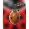 Adalia bipunctata 25 adultos – Mariquitas contra pulgón