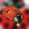 Mariquitas vivas Adalia bipunctata 25 ind. adultos, control natural de pulgones