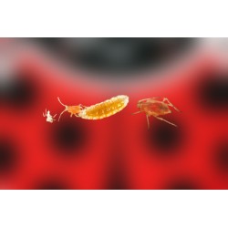 Aphidoletes aphidimyza