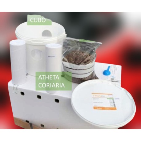 Atheta coriaria Staphyline – Cubo de cría contra plagas suelo