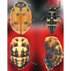 Hippodamia convergens