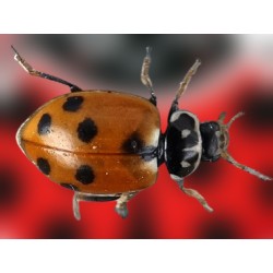 Hippodamia convergens mariquita viva