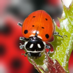 Hippodamia 250 adultos – Mariquitas vivas contra pulgón